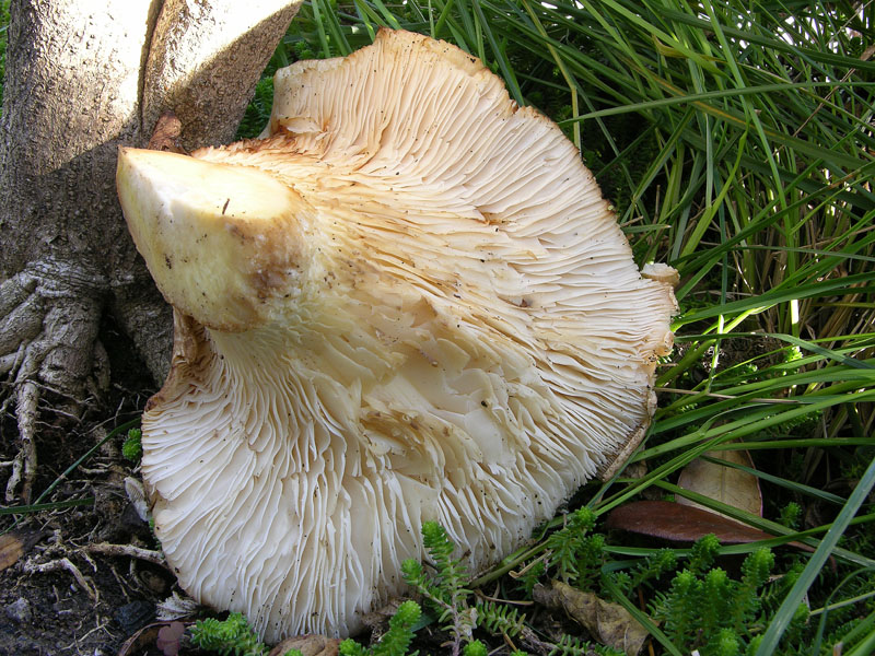 Pleurotus dryinus ?